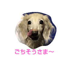 [LINEスタンプ] 犬猫まみれ