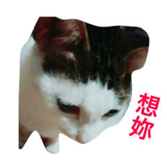 [LINEスタンプ] Small fat cat