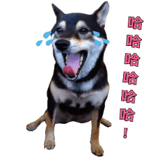 [LINEスタンプ] Black Shiba,Miko's life