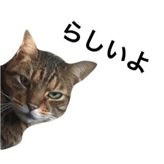 [LINEスタンプ] 猫、おしゃべり