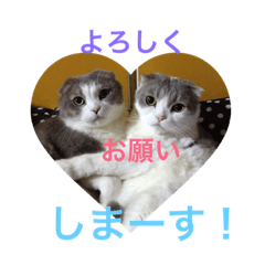 [LINEスタンプ] うちの仔スタンプ(猫)