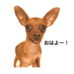 [LINEスタンプ] ミニミニピンシャーおこめ