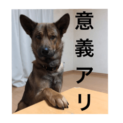 [LINEスタンプ] 雑種犬  半兵衛  ⑥