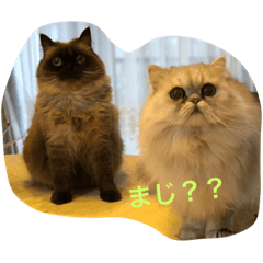 [LINEスタンプ] ねこですけど？①