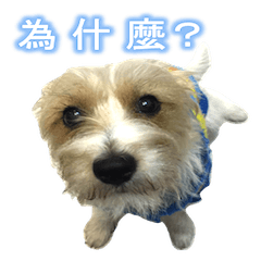 [LINEスタンプ] Bonjour, lovely Jack Russell