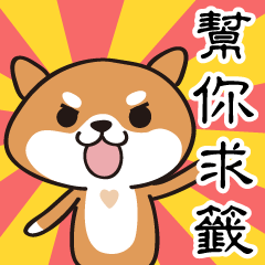 [LINEスタンプ] Shiba dogs-For Daily Life(Fortune Slip)