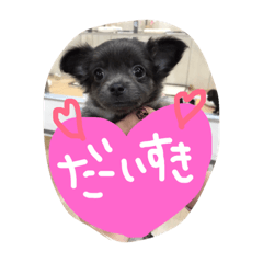 [LINEスタンプ] チワワのあんじゅ2