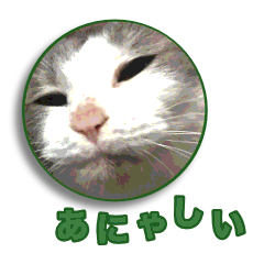 [LINEスタンプ] ねこたまねこ