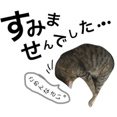 [LINEスタンプ] 犬と猫の仕事で使えるスタンプ