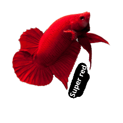 [LINEスタンプ] Betta Thailand