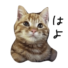 [LINEスタンプ] シュールねこず