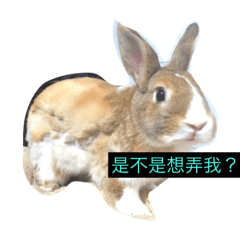 [LINEスタンプ] tome bunny