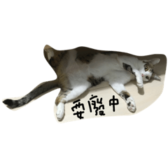 [LINEスタンプ] Paul is a cat