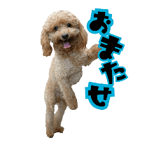 [LINEスタンプ] かわいい犬の笑顔3