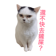 [LINEスタンプ] boss cat money