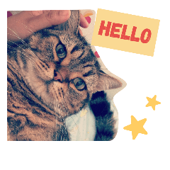 [LINEスタンプ] 猫とペンギンの日常会話