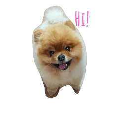 [LINEスタンプ] Waffle The Pom