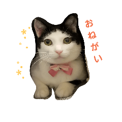 [LINEスタンプ] かつらの日常