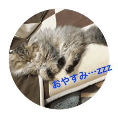 [LINEスタンプ] 我が家のねこちゃんず