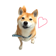 [LINEスタンプ] 柴犬の小太郎くん