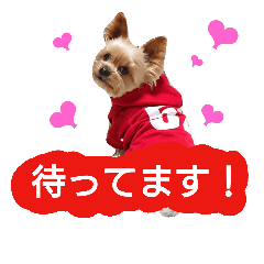 [LINEスタンプ] kswaii dog6