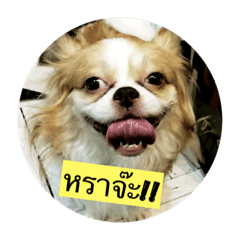 [LINEスタンプ] Feel little dog