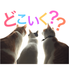 [LINEスタンプ] うちの猫's