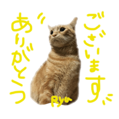 [LINEスタンプ] 龍ちゃんのおともにゃち