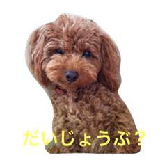 [LINEスタンプ] トイプーあんず