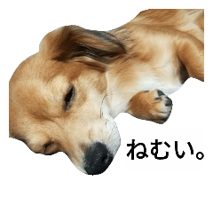 [LINEスタンプ] 愛しの小太郎