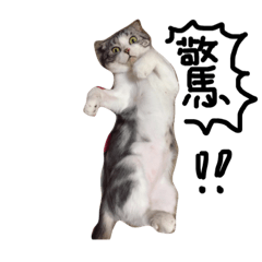 [LINEスタンプ] lazy a cat1