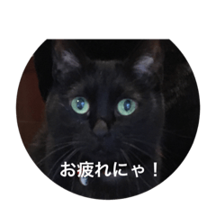 [LINEスタンプ] たまねこニャンズ1