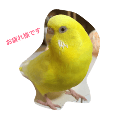 [LINEスタンプ] セキセイインコのぴーちゃんです