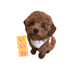 [LINEスタンプ] 愛犬ここさん