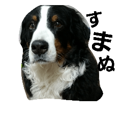 [LINEスタンプ] 日常会話ペット偏