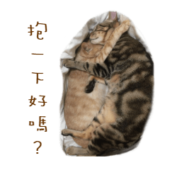 [LINEスタンプ] Chumi kitten