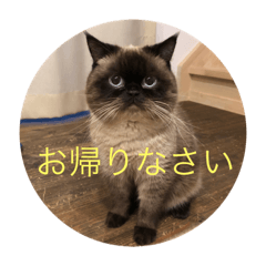 [LINEスタンプ] ほたて君スタンプ