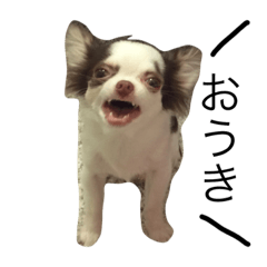 [LINEスタンプ] 愛犬クレア