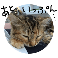 [LINEスタンプ] こねこのスタンプです。