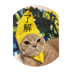 [LINEスタンプ] 猫 なぎさと小春①