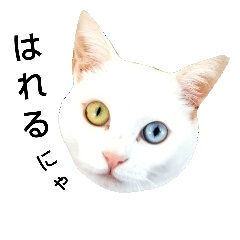 [LINEスタンプ] 猫が言うことにゃ