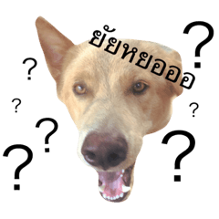 [LINEスタンプ] dogs doggy