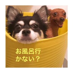 [LINEスタンプ] チワワとミニピン