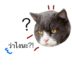 [LINEスタンプ] Cats emotion for human