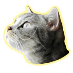 [LINEスタンプ] Cats on the 18/F - Photo Version