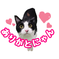 [LINEスタンプ] 猫のQちゃん