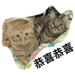 [LINEスタンプ] cuuuuuuuuuuuuuuuuuute cats3.0