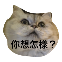 [LINEスタンプ] meow~~meow~