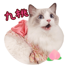 [LINEスタンプ] Ragdoll Cat of Peach-life