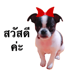 [LINEスタンプ] Soju is my dog